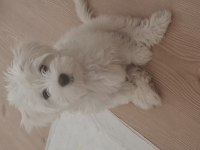 2.5 aylık maltipoo fındık bey