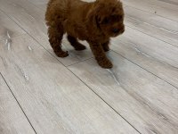 EVİNİZİN NEŞESİ POODLE BEBEKLER