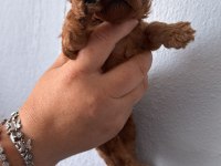 Toy poodle yavrularımız