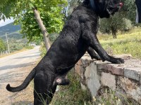A şecereli kif kayıtlı dev cane corso