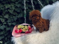 Cinsinin en iyisi poodle