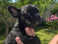 Siyah erkek french bulldog yavrumuz sahibini arıyor