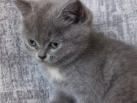 British shorthair gri dişi yavru