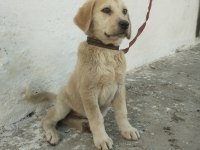 Dişi yavru köpeğimiz
