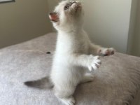 Scottish fold Yavrumuz
