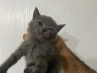 Tatlış british shorthair yavrular sahiplerini bekliyor