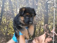 ALMAN ÇOBAN KÖPEĞİ YAVRULARI