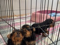 Yorkshire Terrier (3 Tane) 2 Kız 1 Erkek Yavrumuz