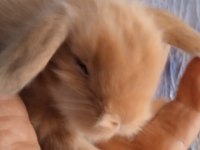 Hollanda teddy lop tavşanı yavrular
