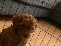 2 aylık kore kan dark brown son 2 erkek poodle