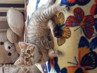 British Shorthair Ve British Golden Yavrularımız