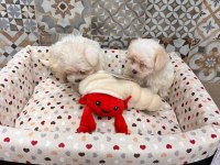 Korean maltipoo 1 buçuk kg olacak ev ortamı