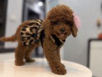 GÜLER YÜZLÜ TEDDY FACE TOY BOY DİŞİ POODLE YAVRUMUZ