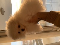 4 Aylık Dişi Pomeranian