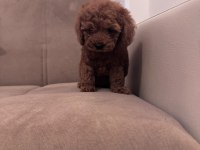Toy poodle yavrularım yeni evini beliyorrr