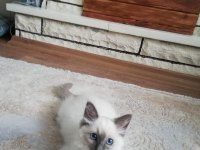 Safkan erkek ragdoll