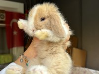 SAFKAN HOLLANDA LOP TAVŞANLAR