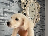 Miya sevgi delisi ve oyuncudur 2 aylık köpeğimiz
