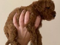 2 aylık safkan toy poodle