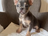 Ev Bakımı French Bulldog Yavrularım