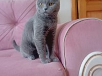 1 yaşında ayı surat british shorthair