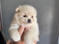 2 erkek ve 1 dişi yavru pomeranian