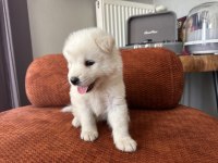 Safkan erkek samoyed yavrumuz