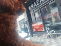 Toy poodle köpeği