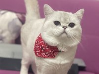 British shorthair silver point erkek kedime dişi arıyorum