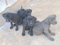 Kaliteli Cane Corso Köpekler