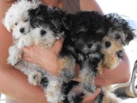 Morkie İstenirse Kapınıza Teslim Yavrular