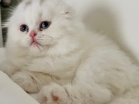 Dişi Scottish Fold