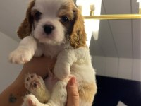Evde en bakılabilecek ırk cavalier king charles