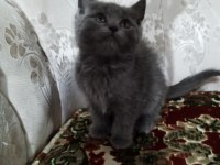 50 günlük erkek ve dişi british shorthair