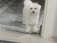 1 Yaşındaki terrier tuvalet eğitimli erkek köpeğim