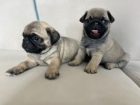 ERKEK PUG YAVRULARIMIZ KALİTE ASLA TESADÜF DEĞİLDİR
