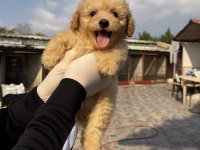 Dev poodle çok şirin yavrular ruhsatlı çiftlik 