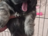 Pekinez yavru köpeklerimiz