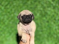 7 KARDEŞTEN SON KALAN DİŞİ PUG