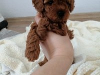 Orjinal toy poodle