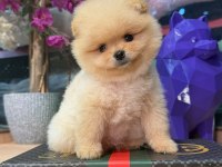 Ayı surat pomeranian bebekler