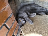 British shorthair prensesimize sahip aranıyor