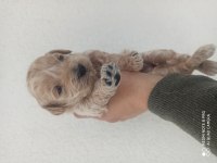 Maltipoo bebekler 30 günlük