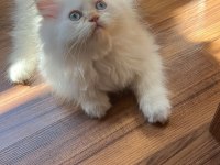 Safkan Persian Egzotik Longhair