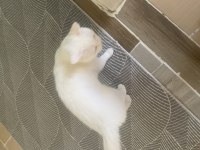Dişi kısır 3 yaşında kedimiz