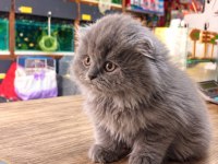 Scottish Fold Yavru