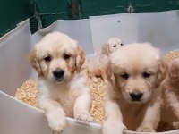 Bebek yüzlü bebek gibi golden retriever