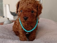 Kore kan red dark ve apricot orjinal poodle yavrular