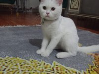 4 Aylık british longhair
