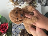 45 günlük toy poodle bebekler